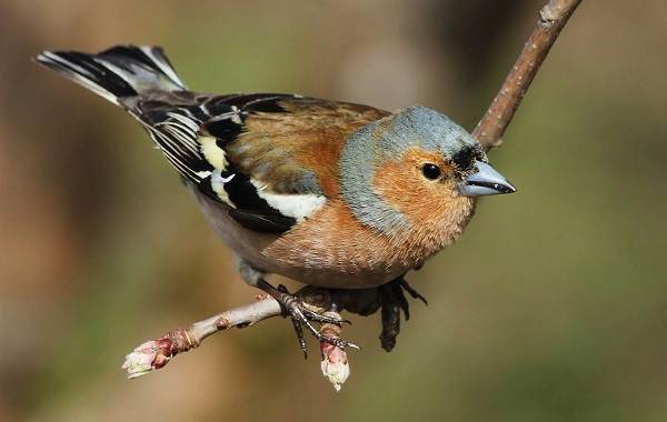 Певчие-птицы-их-названия-особенности-виды-и-фото-45