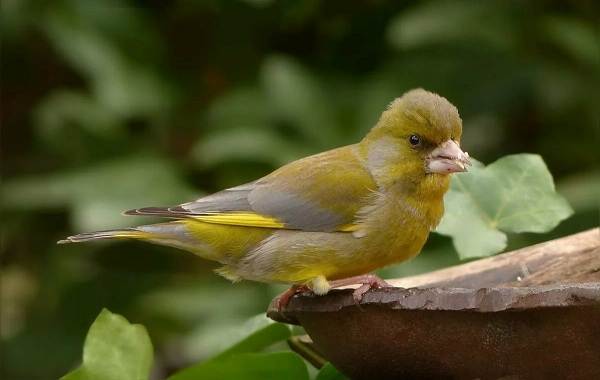 Певчие-птицы-их-названия-особенности-виды-и-фото-50