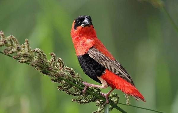 Певчие-птицы-их-названия-особенности-виды-и-фото-54