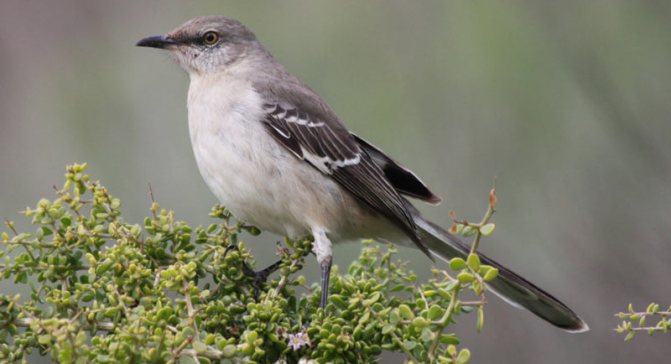Певчие птицы: Многоголосый пересмешник
