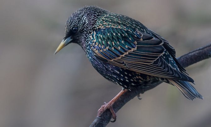 Певчие птицы: Обыкновенный скворец