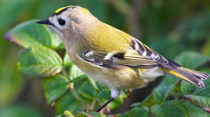 Певчие птицы: Желтоголовый королёк