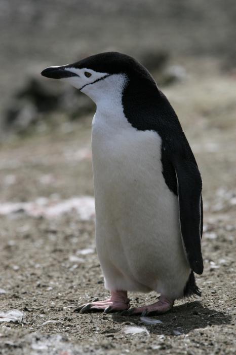пингвин это птица