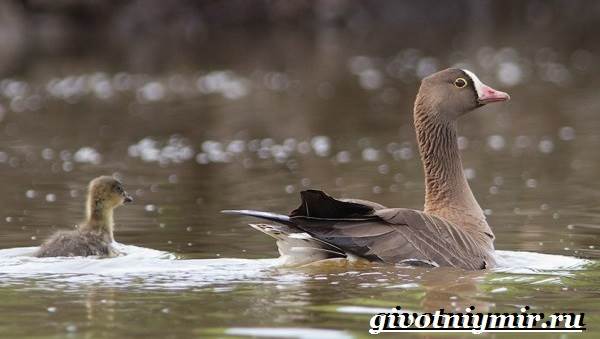 Пискулька-птица-Образ-жизни-и-среда-обитания-пискульки-7