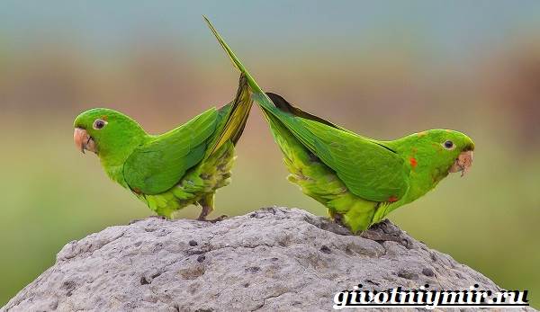 Попугай-аратинга-Образ-жизни-и-среда-обитания-попугая-аратинга-5