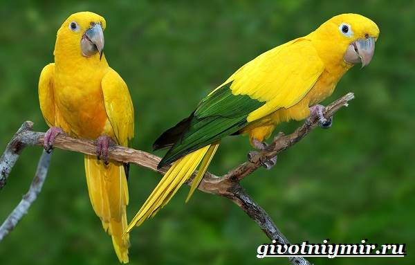 Попугай-аратинга-Образ-жизни-и-среда-обитания-попугая-аратинга