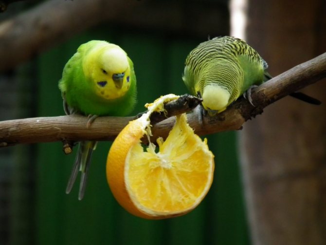 Попугай и фрукты