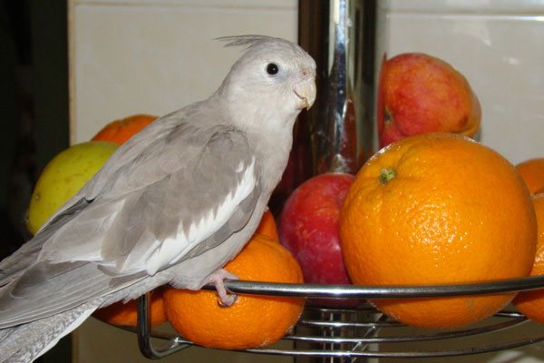 попугай нимфа ест фрукты