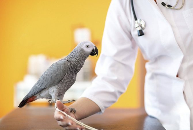 Попугай у ветеринара