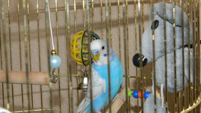 Попугай в клетке