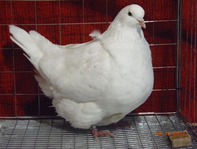 породы голубей с фотографиями и названиями