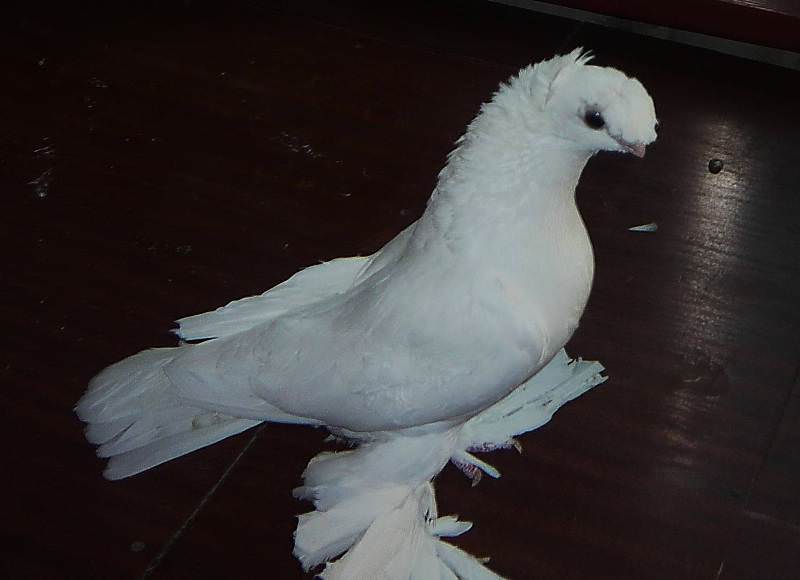Продолжительность жизни узбекских голубей составляет не менее 20 лет