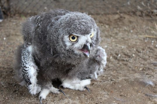 Птенец полярной совы