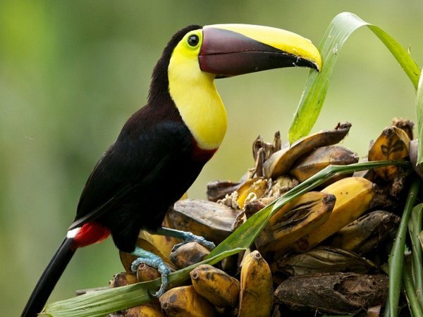 Птица тукан