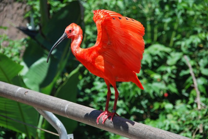 Птица Южной Америки красный ибис