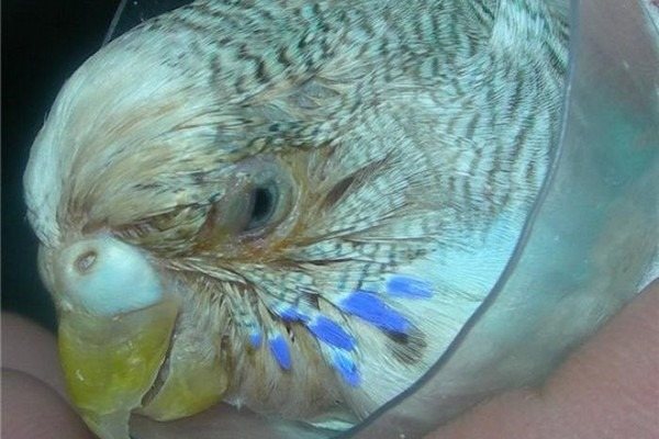 Птице тяжело избавляться от инородного тела в глазу