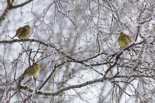 Птички с желтым брюшком: названия, образ жизни - ZdavNews