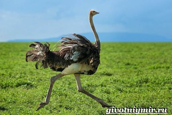 Птицы-Африки-Описания-названия-и-особенности-птиц-Африки-13
