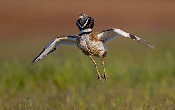 Птицы-Кубани-Описание-названия-виды-и-фото-птиц-11