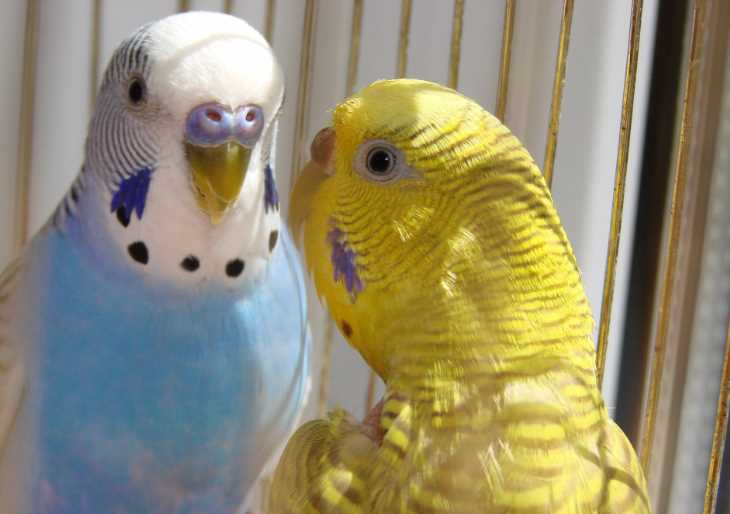 пухоеды у попугаев лечение
