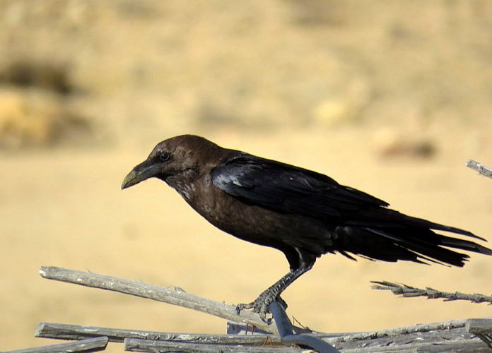 Пустынный буроголовый ворон