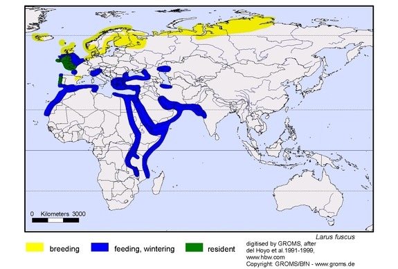 Распространение клуши фото