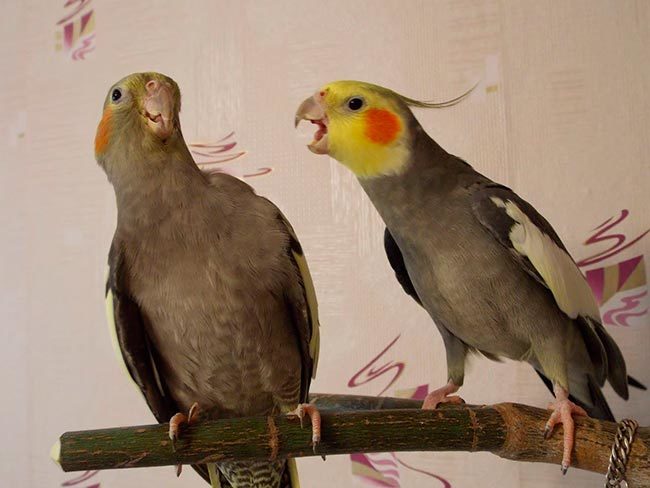 размножение корелл