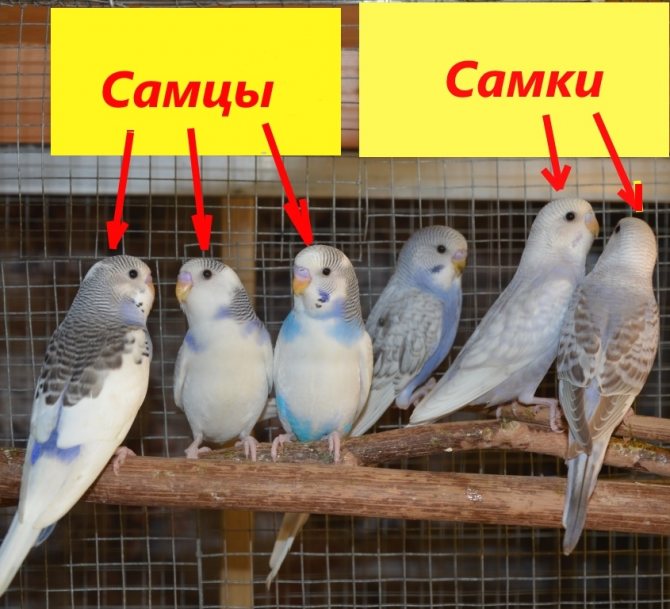 Самцы и самки волнистого попугая