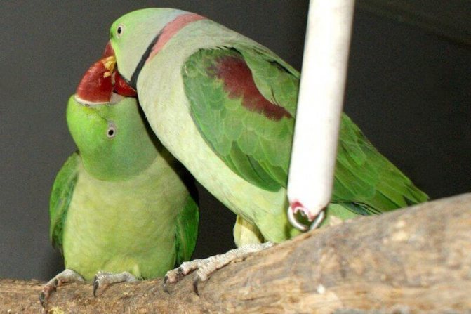 Самец александрийского попугая кормит самку.