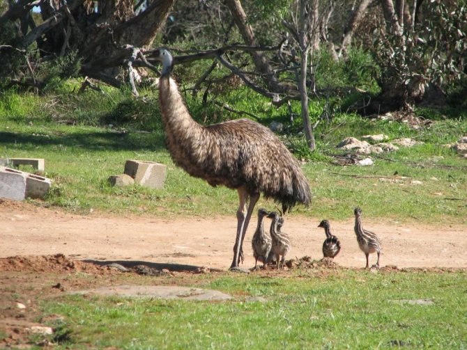Самец эму с птенцами, зоопарк в Южной Австралии