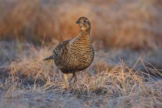 Самец и самка тетерева: основные отличия фото