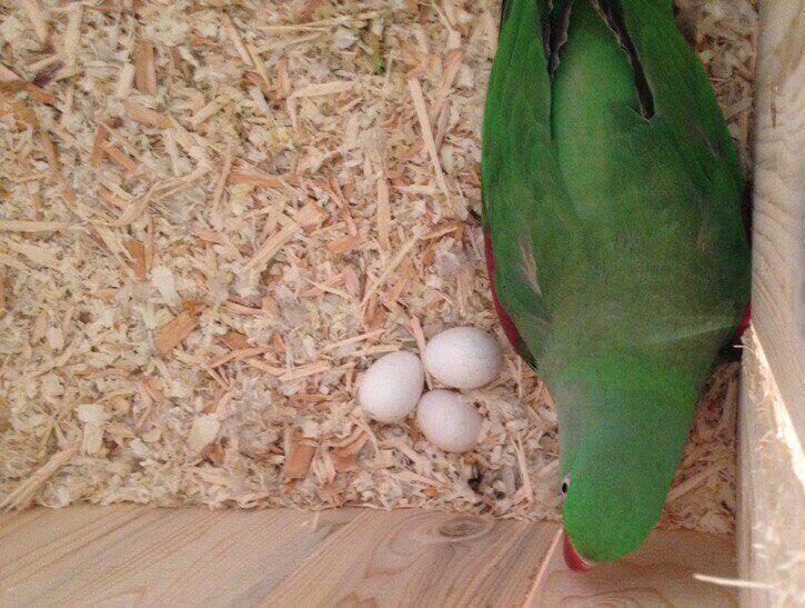 самка александрийского попугая и яйца в гнезде