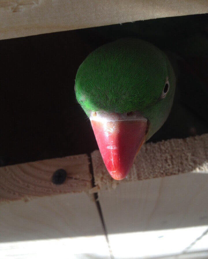 самка александрийского попугая защищает гнездо