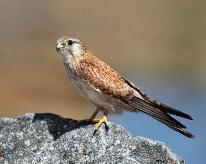 Седобородая или австралийская пустельга (Falco cenchroides) фото
