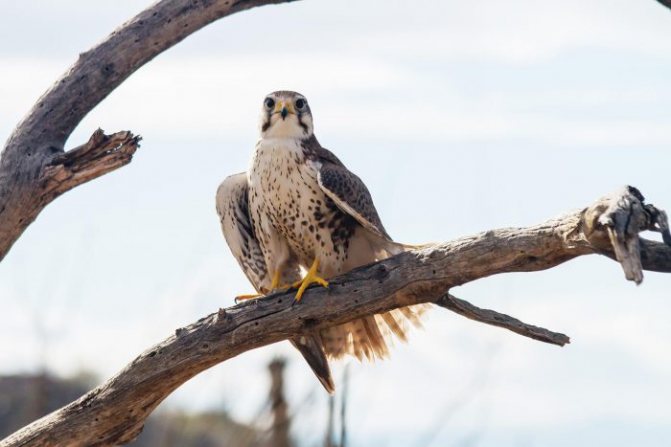 Сейшельская пустельга (Falco araea) фото