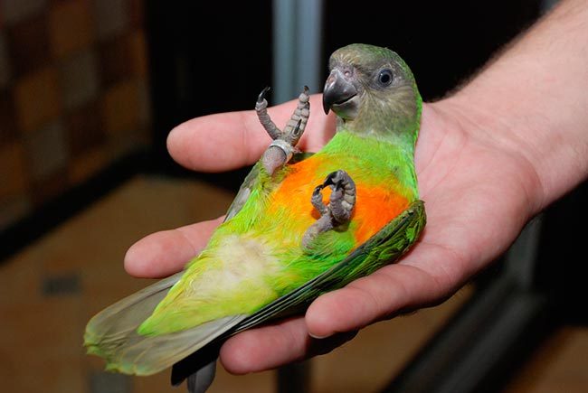 сенегал попугай