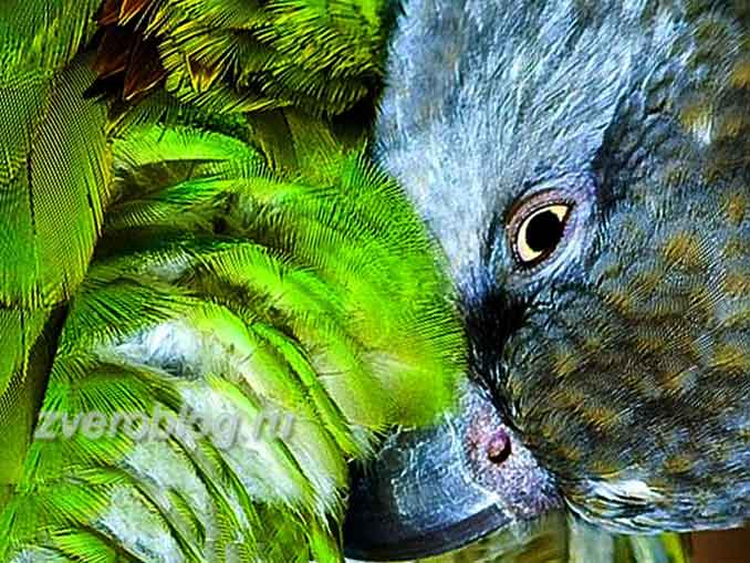 Сенегальский длиннокрылый попугай - особенности содержания и ухода