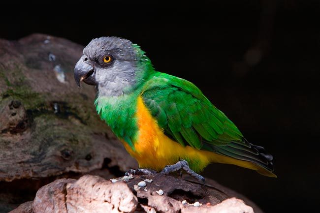 сенегальский попугай