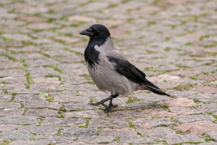 Серый ворон птица