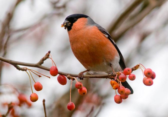 Сезонные высотные перемещения и длинные миграции характерны для лесных птиц, обитающих в Гималаях и Андах