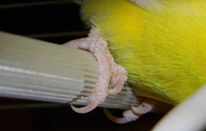 Шелушение лапок у попугая