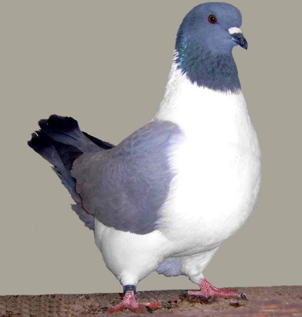 Штрассер - голуби немецкой породы
