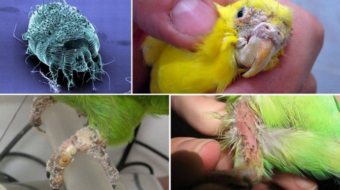 Симптомы паразитов у попугая