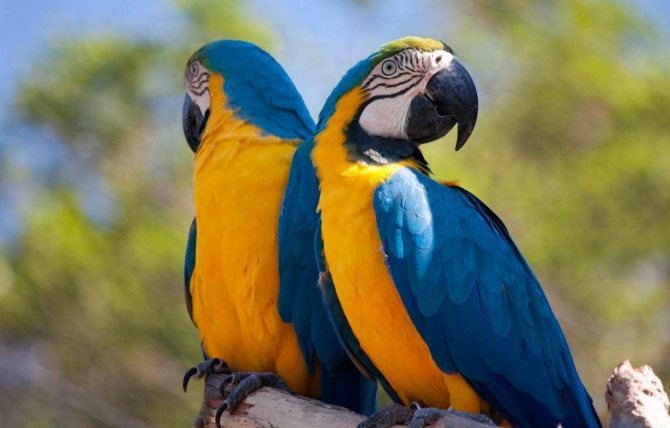 Сине-жёлтый ара