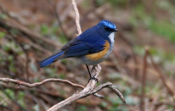 Синехвостка-птица-её-особенности-образ-жизни-и-среда-обитания-10