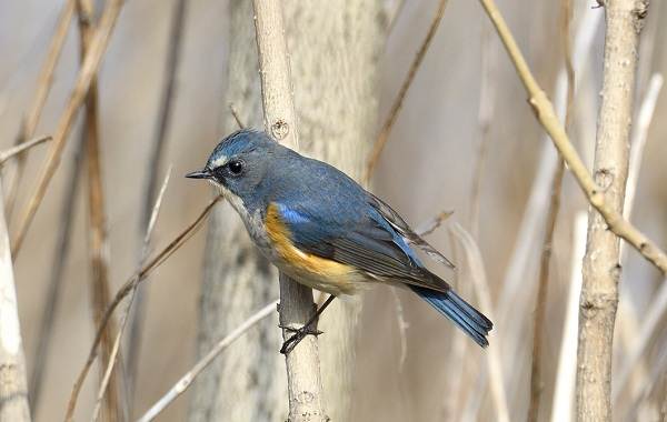 Синехвостка-птица-её-особенности-образ-жизни-и-среда-обитания-3