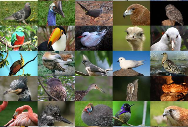систематика птиц