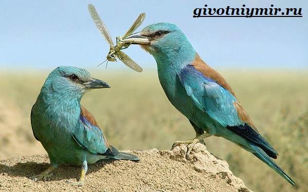 Сизоворонка-птица-Образ-жизни-и-среда-обитания-сизоворонки-5