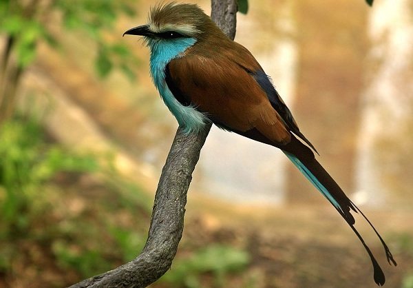 Сизоворонка-птица-Описание-особенности-виды-образ-жизни-и-среда-обитания-сизоворонки-20