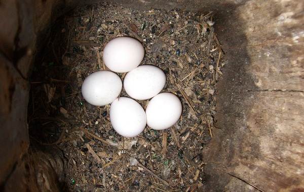 Сизоворонка-птица-Описание-особенности-виды-образ-жизни-и-среда-обитания-сизоворонки-17